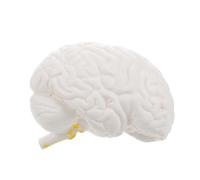 NOLITOY Modello Dettagliato per Insegnamento Della Struttura Cerebrale con Base Esposizione per Presentazioni Scientifiche