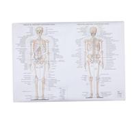 NOLITOY Poster Anatomia Umana 50x70 Cm in Seta Resistente Immagine Muscolatura e Scheletro Didascalie in Inglese Poster Dissezione Corpo Umano Per Scuole, Laboratori e Studio Medico