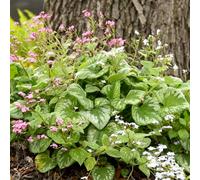 nomeolvides Caucaso letto elevato da giardino semi interni resistente 100pcs