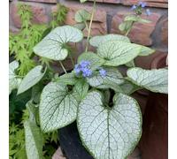 nomeolvides del Caucaso balcone parterre primavera semi selvaggio tagliato copertura resistente giardino interno 200pcs