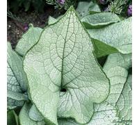 nomeolvides del Caucaso Copertura resistente semi di selvaggio semi giardino cucina selvaggio tagliati acquistare estate 300pcs