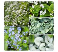 nomeolvides del Caucaso - selvatiche semi di selvatici balcone giardino 100pcs