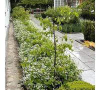 nomeolvides del Caucaso selvatici di balcone primavera acquistare semi Copertura resistente semi tagliati giardino interno 100pz