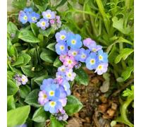 nomeolvides - semi balcone decorazione balconi selvatici seme di non mi dimentica giardino pascolo semi 400pcs