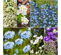 nomeolvides - semi giardino interni semi di nomeolvides balcone dimenticare il mio seme Decorazione giardino resistenti per 250pcs