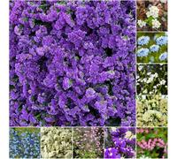 nomeolvides - semi semi di nomeolvides Decorazione giardino di perenne resistente che copre il suolo dimentica il mio seme 100pcs