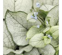 non dimenticare il mio seme-coltivazione di semi-decorative regali per gli amanti del giardino 150pcs