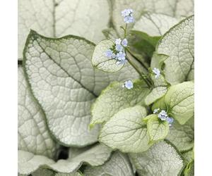 non dimenticare il mio seme-coltivazione di semi-decorative regali per gli amanti del giardino 150pcs