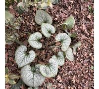 non dimenticare il mio seme-da giardino decorative per luoghi soleggiati resistenti in vaso-colorate da giardino 200pcs