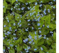 non dimenticare il mio seme-da giardino decorative per luoghi soleggiati semi di decorazione davanzale da appartamento 250pcs