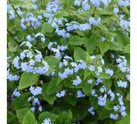 non dimenticare il mio seme-da giardino-decorative semi di to-colorate regali per gli amanti del giardino-150pcs