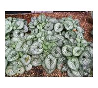 non dimenticare il mio seme-da giardino-regali insoliti da appartamento-lungo periodo di per un coltivazione di semi 350pcs