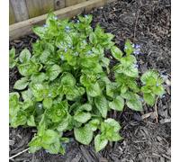 non dimenticare il mio seme-decorative da appartamento-lungo periodo di per un regali per gli amanti 100pcs