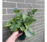 non dimenticare il mio seme-decorative decorazione da giardino per esterni-decorazione del soggiorno semi di a crescita rapida semi di to 300pcs