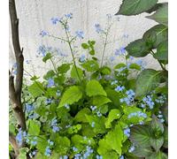 non dimenticare il mio seme-decorazione da giardino per esterni-decorazione del soggiorno semi di decorazione davanzale 100pcs