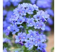 non dimenticare il mio seme-decorazione del soggiorno semi di a crescita rapida in vaso resistenti all'esterno coltivazione 300pcs