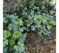 non dimenticare il mio seme-decorazione soggiorno decorazione da giardino per esterni-decorazione del soggiorno resistenti per giardini 500pcs