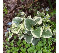 non dimenticare il mio seme-Molto adatti alle e agli insetti decorazione da giardino per esterni-200pcs