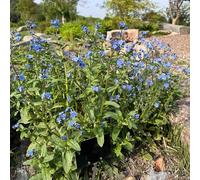 non dimenticare il mio seme-Molto adatti alle e agli insetti vaso per-meravigliosamente luminosi con semi di a crescita rapida regali 100pcs