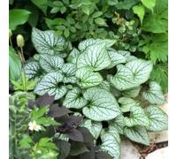 non dimenticare il mio seme-perenni resistenti e perenni per esterni coltivazione di semi-decorative da giardino 500pcs