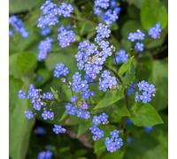non dimenticare il mio seme-regali per gli amanti del giardino-decorazione soggiorno da appartamento 350pcs