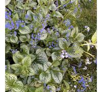 non dimenticare il mio seme-regali per gli amanti del giardino-decorazione soggiorno giardino to 250pcs