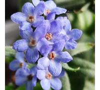 non dimenticare il mio seme-semi di a crescita rapida resistenti per giardini interni semi di recisi-500pcs