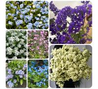 Non ti scordar di me, Aiuole rialzate per il giardino, esotiche giardino sul balcone interno decorazioni per esterni 800semi