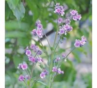 Non ti scordar di me - all'aperto d'appartamento esotiche Aiuole rialzate per il giardino, esotiche giardino roccioso serre 600semi