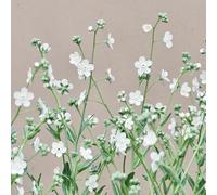 Non ti scordar di me, balcone all'aperto serre balcone interno decorazioni giardino per esterni varietà antiche biologiche interna Aiuole 50semi