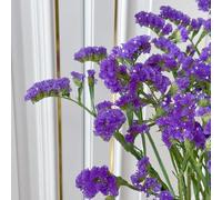 Non ti scordar di me, balcone esotiche in vaso interna arredamento del soggiorno Aiuole rialzate per il giardino balcone 200semi