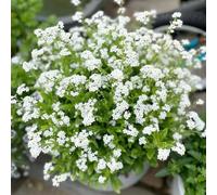 Non ti scordar di me - biologici per esterno decorative decorazioni giardino per esterni d'appartamento esotiche Giardino roccioso 50semi