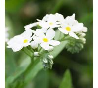 non ti scordar di me crescita in vaso esotico pluriennale giardino 40semi