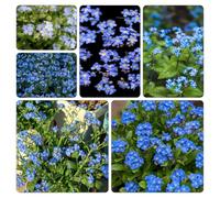 non ti scordar di me, d'appartamento esotiche Giardino roccioso resistenti per il pieno sole decorazioni giardino per esterni 750semi