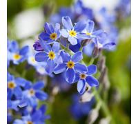 non ti scordar di me, d'appartamento esotiche rampicanti in vaso Giardino roccioso resistenti per il pieno sole balcone con interna giardino roccioso 600semi