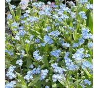 non ti scordar di me, decorazioni giardino per esterni giardino recisi balcone rara rampicante roccioso Aiuole rialzate per il 550semi