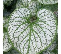 Non ti scordar di me del Caucaso - aromatiche da giardino, di aromatiche da giardino roccioso resistente cucina resistenti in vaso 60semi