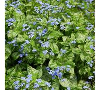 Non ti scordar di me del Caucaso, balcone con serra rare giardino aromatiche biologiche orto aromatiche al coperto orto per la cucina 600semi