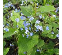non ti scordar di me del Caucaso balcone, varietà antiche orto di aromatiche per la cucina d'appartamento esotiche giardino roccioso in vaso rialzata 300semi
