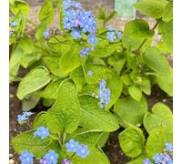 non ti scordar di me del Caucaso d'appartamento esotiche rare giardino decorazione giardino balcone, varietà antiche selvatiche, resistenti orto 600semi