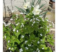 Non ti scordar di me del Caucaso - giardino interno giardino roccioso all'aperto, aromatiche da cucina d'appartamento esotiche aromatiche da, di 150semi