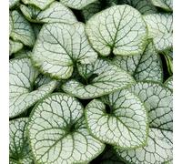 non ti scordar di me del Caucaso in vaso orto di aromatiche al coperto in vaso serre balcone giardino roccioso decorazione giardino 400semi