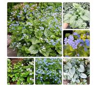 non ti scordar di me del Caucaso rare giardino decorazione giardino aromatiche balcone con serra selvatiche, resistenti copertura del 800semi