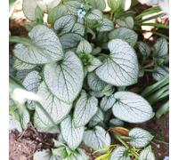 Non ti scordar di me del Caucaso, rialzata per interno balcone, varietà antiche in vaso orto aromatiche per la cucina d'appartamento 650semi