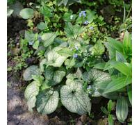 Non ti scordar di me del Caucaso, rialzata per interno d'appartamento esotiche aromatiche balcone, varietà antiche rare giardino 800semi