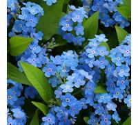 Non ti scordar di me - giardino in vaso Giardino roccioso resistenti per il pieno sole rampicanti Vecchie varietà resistenti decorative 500semi