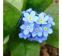 non ti scordar di me, giardino roccioso giardino rara rampicante Vecchie varietà resistenti rampicanti decorative 800semi