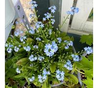 Non ti scordar di me, interna varietà antiche biologiche giardino sul balcone interno all'aperto Aiuole rialzate per il giardino resistenti, 400semi