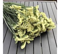 Non ti scordar di me - interno balcone serre balcone giardino sul, esotiche tappezzante 100semi