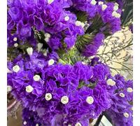 Non ti scordar di me - interno in vaso interna recisi all'aperto in vaso balcone giardino sul balcone Aiuole rialzate 250semi